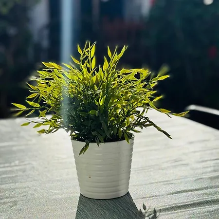 Gilly * Маспаломас