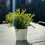 Gilly * ماسبالوماس